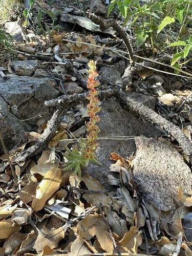 Rat's-tail Succulent — photo by debm