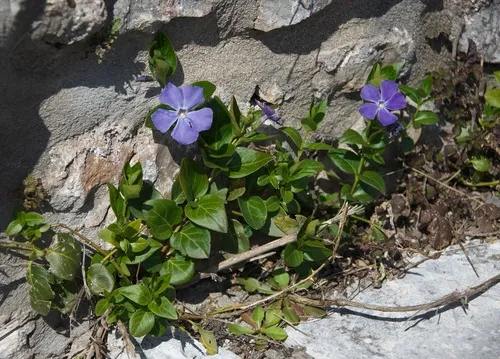 Bigleaf Periwinkle