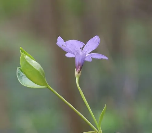 Common Periwinkle