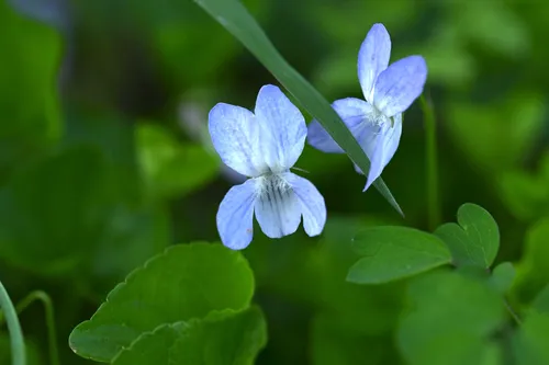 Appalachian Violet