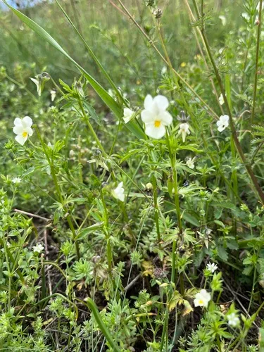 European Field Pansy — photo by Наталья Пикалова