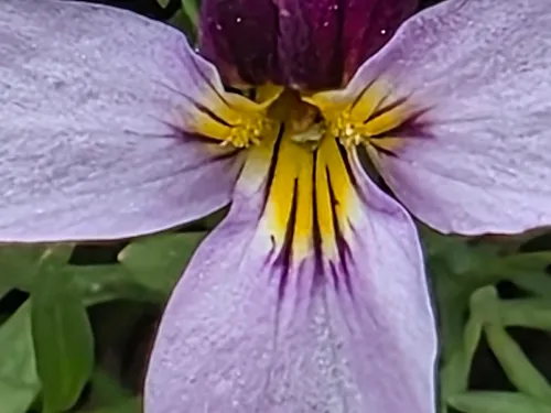 Beckwith's Violet — photo by Bob Sweatt