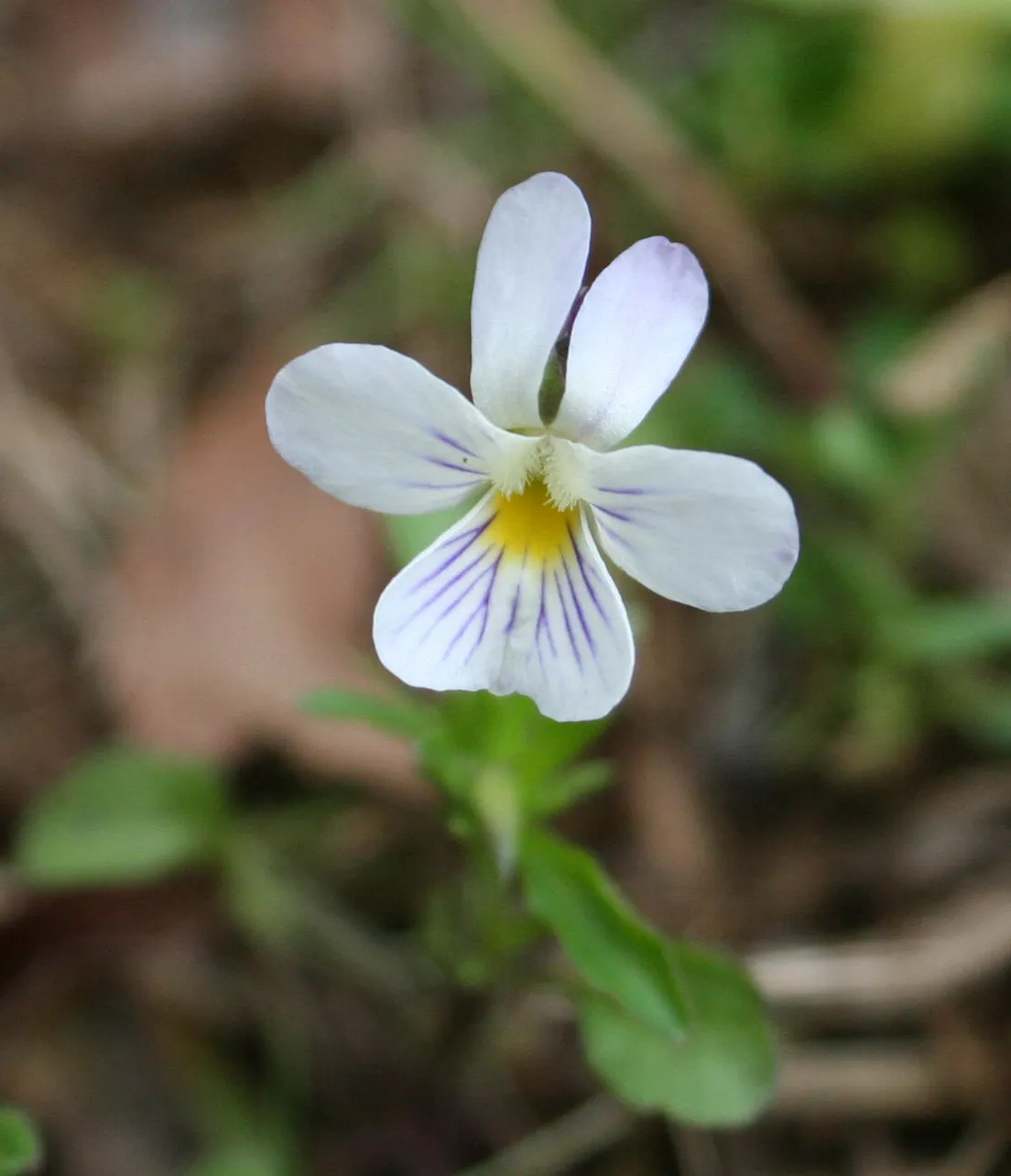 Field Pansy — photo by Djlayton4