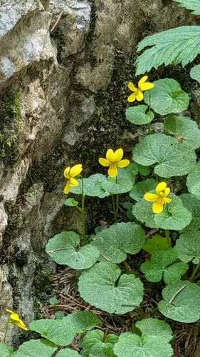 Arctic Yellow Violet