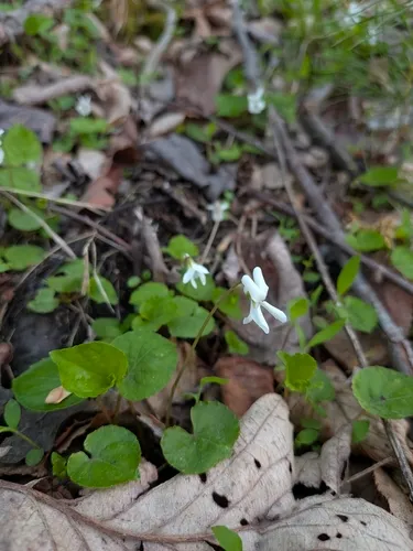 Sweet White Violet (var. blanda) — photo by Ian Lisien