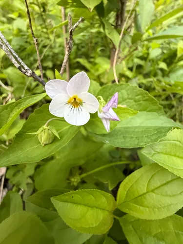 Canadian White Violet — photo by Shroom Enjoyer