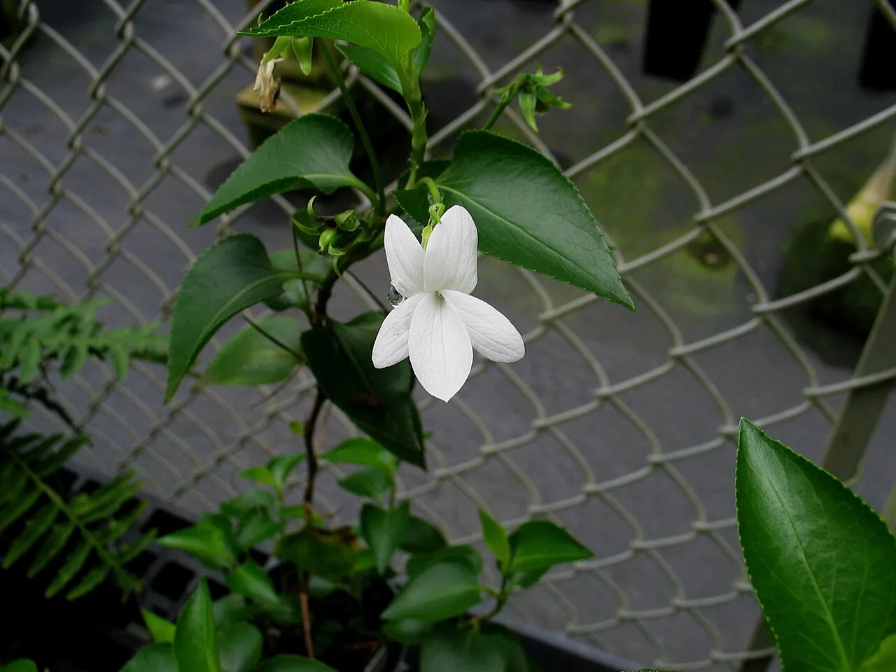 Olopu (subsp. chamissoniana) — photo by David Eickhoff from Pearl City, Hawaii, USA