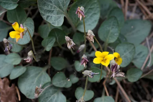 Charleston Mountain Violet — photo by mikeburchett