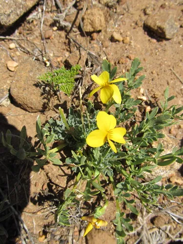 Douglas' Golden Violet — photo by obatalov
