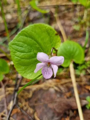 Dwarf Marsh Violet — photo by grazyplantlady