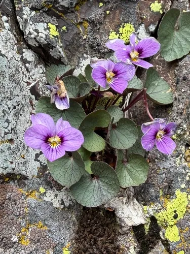 Olympic Violet — photo by colby206