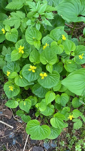 Pioneer Violet — photo by ashevillebirder