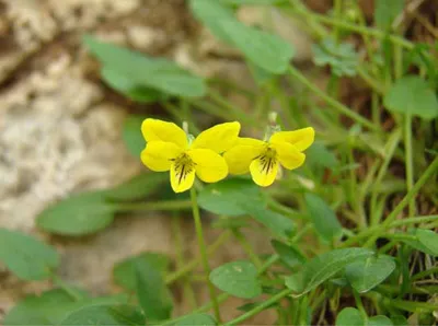 Guadalupe Violet — photo by National Parks Service