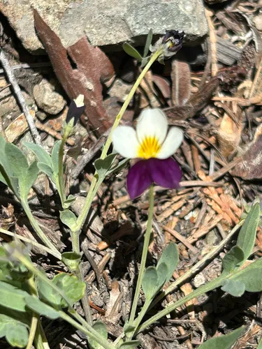 Oregon Violet — photo by Brie Jenkins