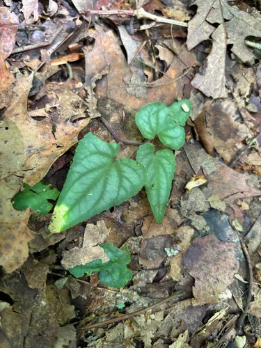 Halberdleaf Yellow Violet — photo by sitsonporch