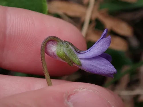 Howell's Violet — photo by Grant Bowler