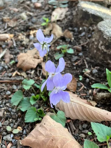 Japanese Violet — photo by にと