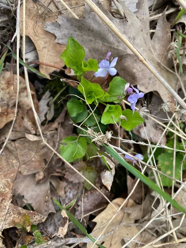 Alpine Violet