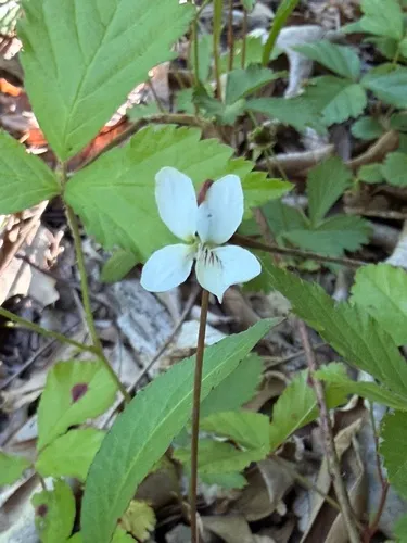 Bog White Violet