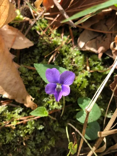 Langlois' Violet — photo by Will McFarland
