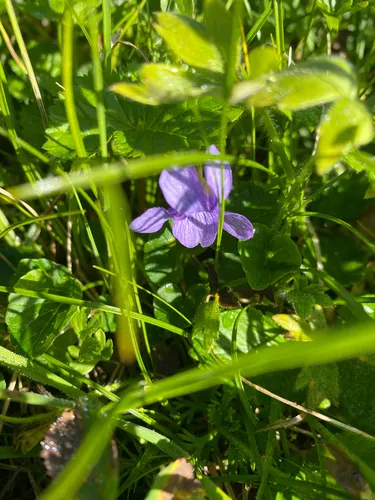 Aleutian Violet