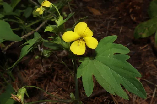 Pine Violet (subsp. lobata) — photo by samgilbertson