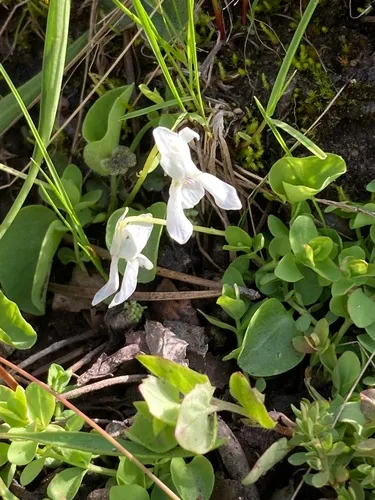 Small White Violet — photo by Adam J. Searcy