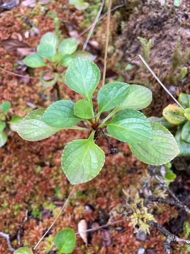 Hawai'i Bog Violet — photo by ahakea_79