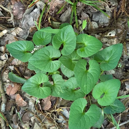 Missouri Violet — photo by David Willis