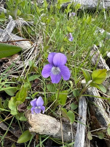 Northern Bog Violet — photo by Ednna Stobschinski