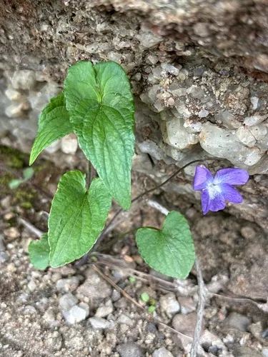 New England Blue Violet — photo by Ruth Brooks