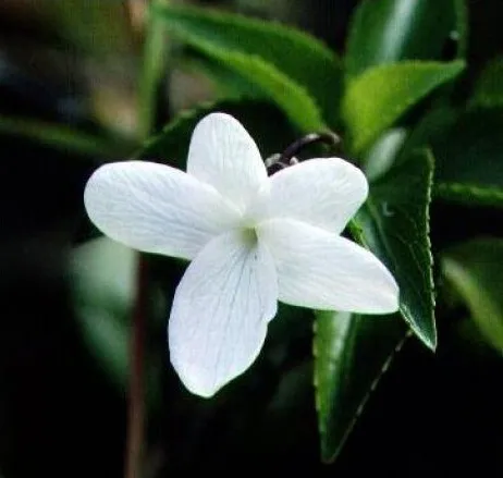 Oahu Violet — photo by USAGHI Environmental Staff