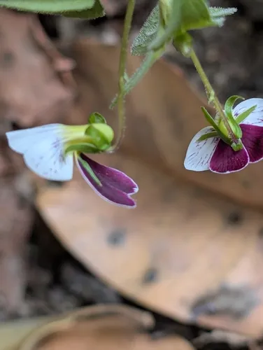Pinto Violet — photo by Sarah Wang