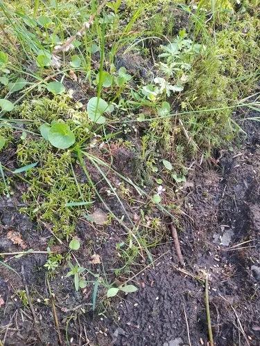 Marsh Violet