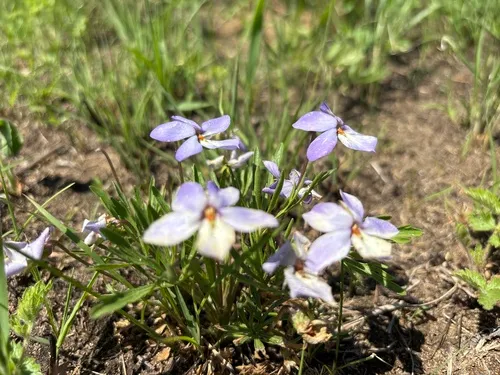 Birdfoot Violet — photo by isoldemueller