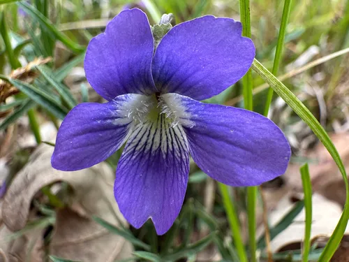 Prairie Violet — photo by Adam Heikkila