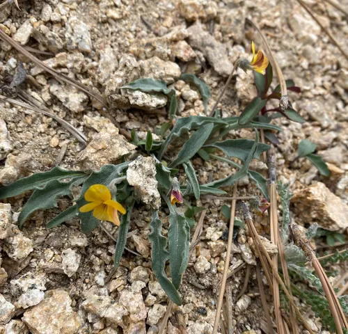Goosefoot Yellow Violet — photo by Chelsea E. Martin