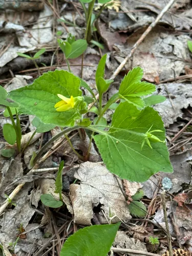 Downy Yellow Violet — photo by xzita3a