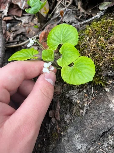White Violet — photo by Alex Baxter