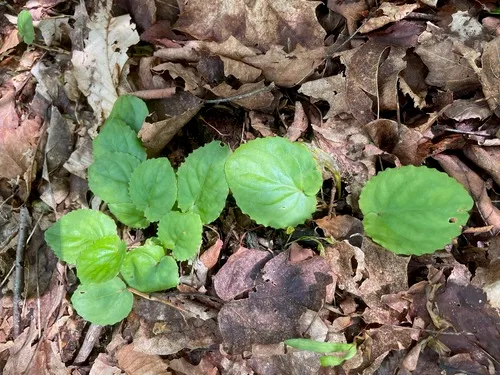 Roundleaf Yellow Violet — photo by Tom Scavo