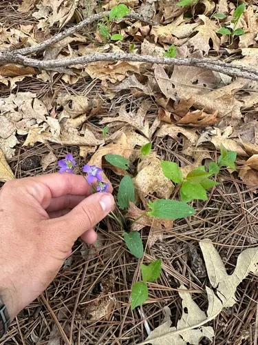 Arrowleaf Violet