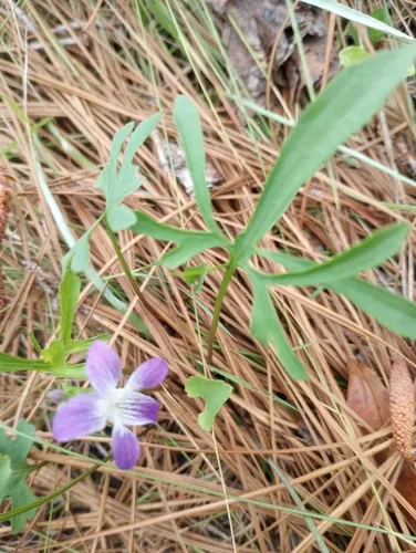 Southern Coastal Violet — photo by moniquek