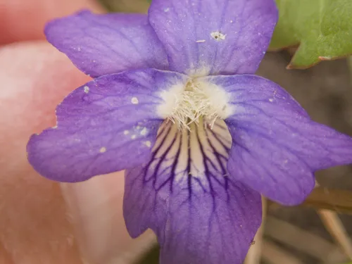 Northern Woodland Violet — photo by Mary Krieger