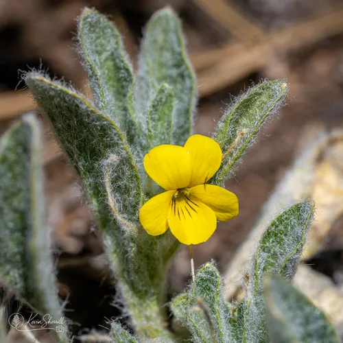 Feltleaf Violet — photo by kevinsherrill