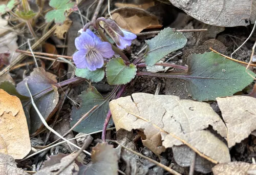 Ponderosa Violet — photo by cloudya