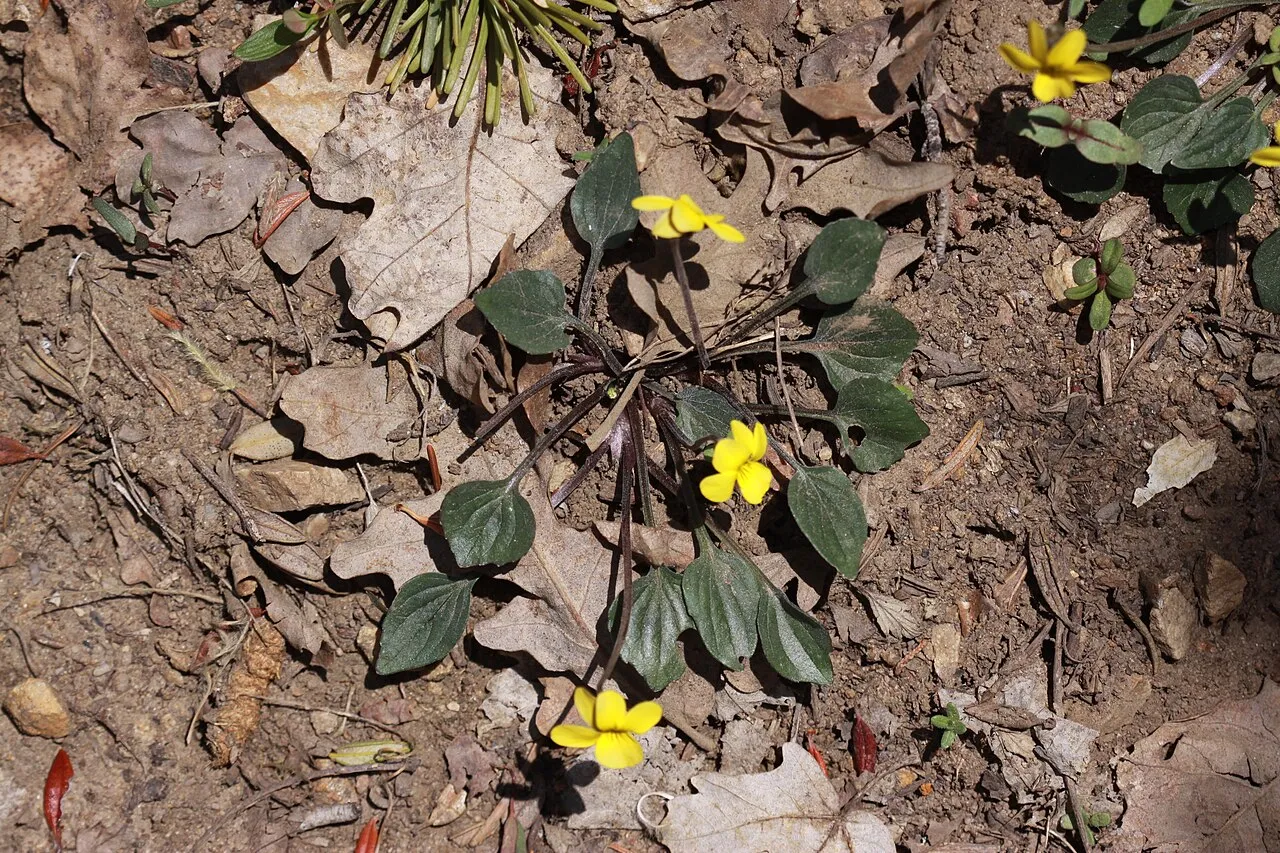 Utah Violet — photo by Andrey Zharkikh