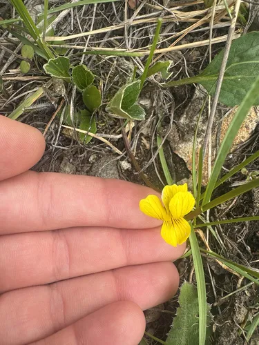 Sagebrush Violet — photo by keelypattisall