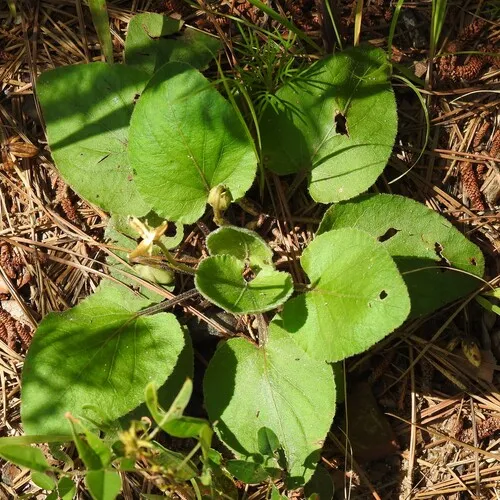 Carolina Violet — photo by saltyhiker