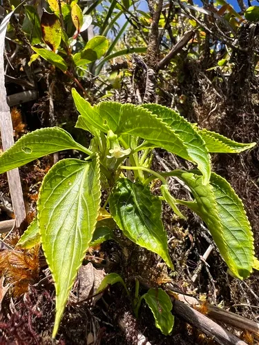 Alakai Swamp Violet