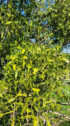 European Mistletoe — photo by Isaac Capp